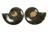 Cut & Polished Ammonite Fossil - Unusual Black Color #296275-1